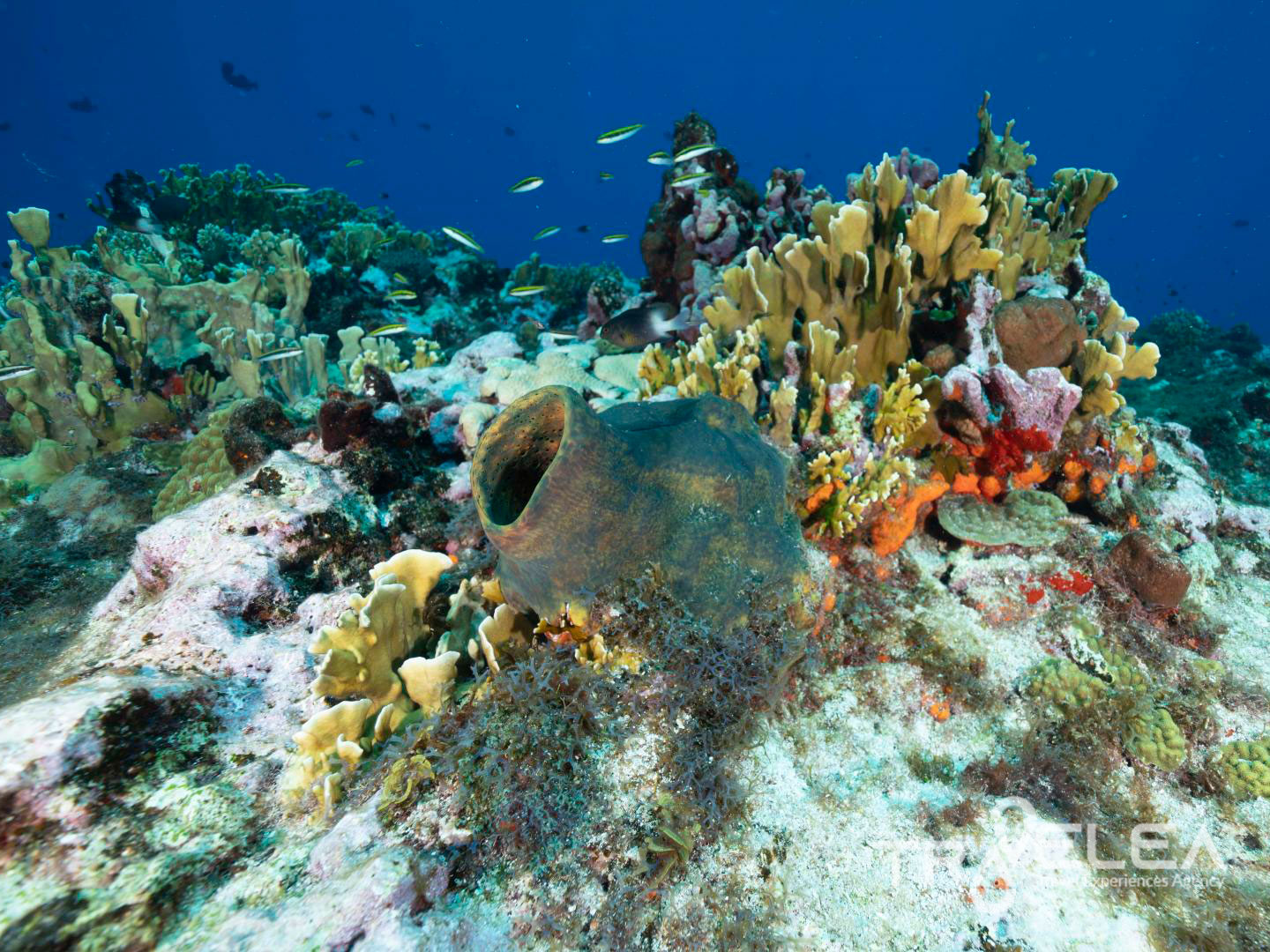 San-Andres-Viajes-Travelea-7